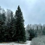Главная елка страны родилась в Знаменке