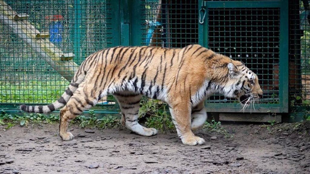 Двух тигриц прислали с Амура