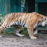 Двух тигриц прислали с Амура
